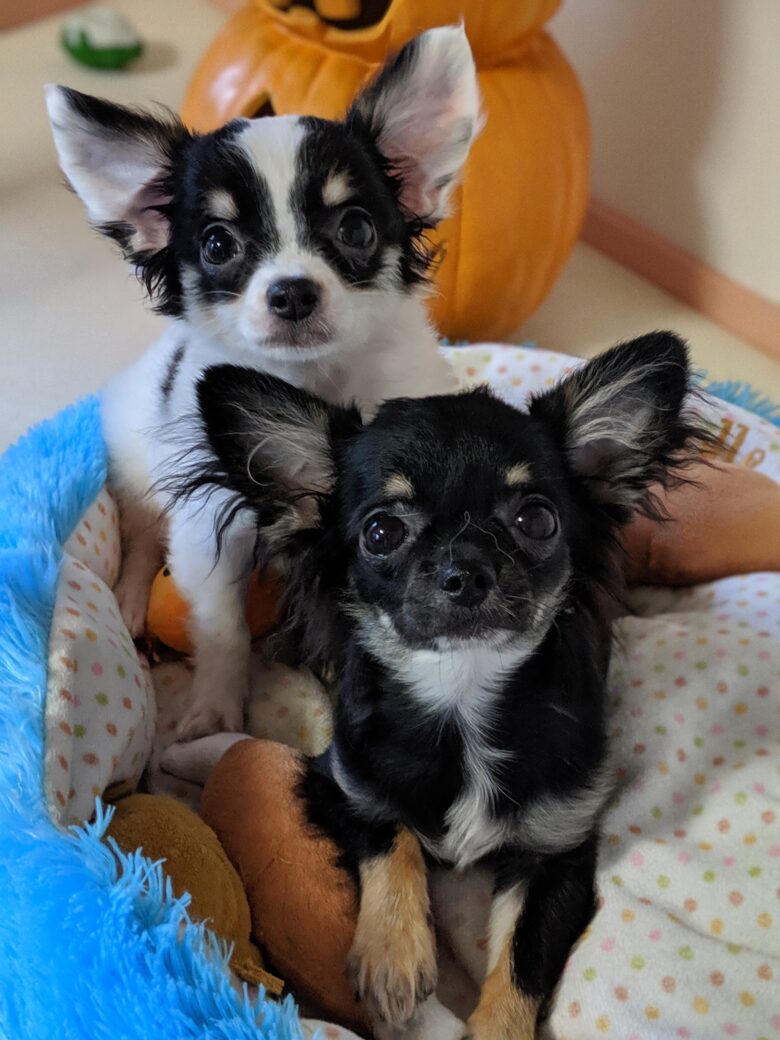 ロングコートチワワ⭐男の子👦オーナー様募集中のスノくん💙ジュピターくん⭐ライラック犬舎⭐子犬