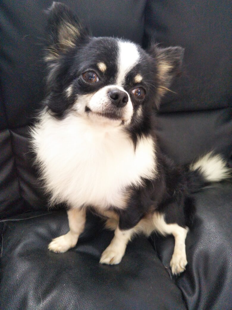 Chihuahua male♂