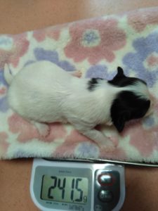 Papillon☆Baby