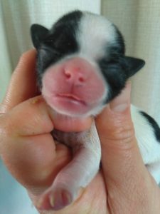 チワワBaby生後4日目