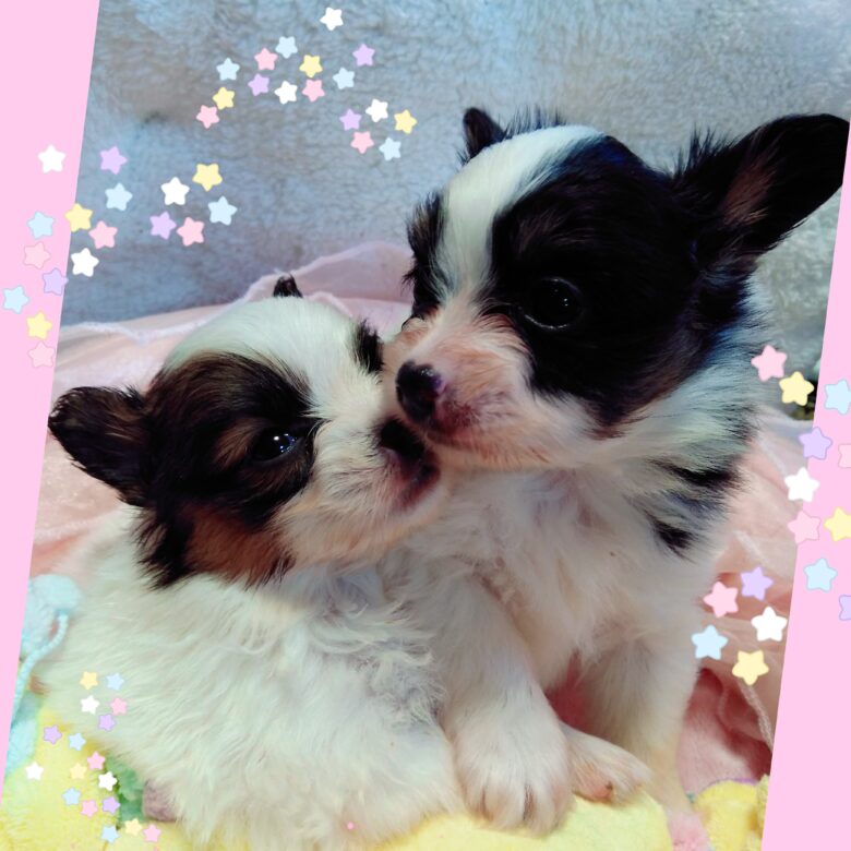 パピヨンBaby