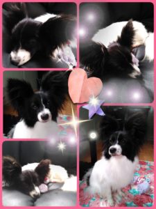 ファニーちゃん❤お迎え頂きました✨