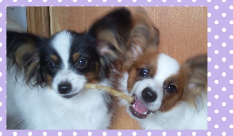 パピヨン姉妹✨ユッキー&シュンシュン💕ライラック犬舎土屋弘美