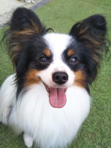 素敵なご縁を頂きました💖パピヨンブリーダーライラック犬舎土屋弘美