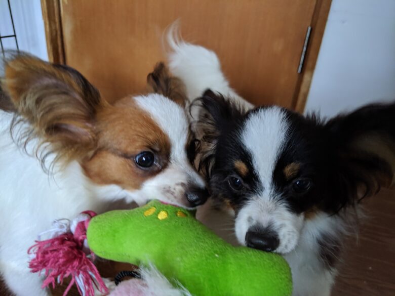 ライラックメンバーズ❤パピヨンブリーダーライラック犬舎土屋弘美