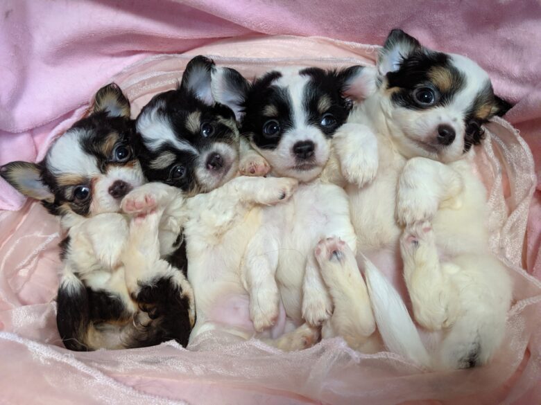 タイム&ダリアベビーズ💖生後41日目(◕ᴗ◕✿)チワワブリーダーライラック犬舎土屋弘美