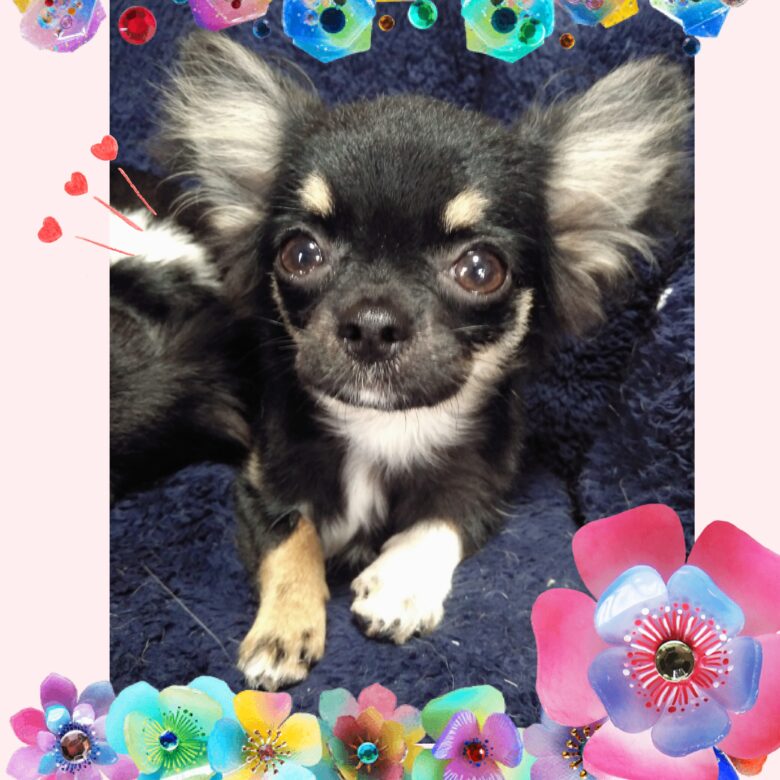 🌟オーナー様募集中🌟ライラック犬舎チワワブリーダー土屋弘美