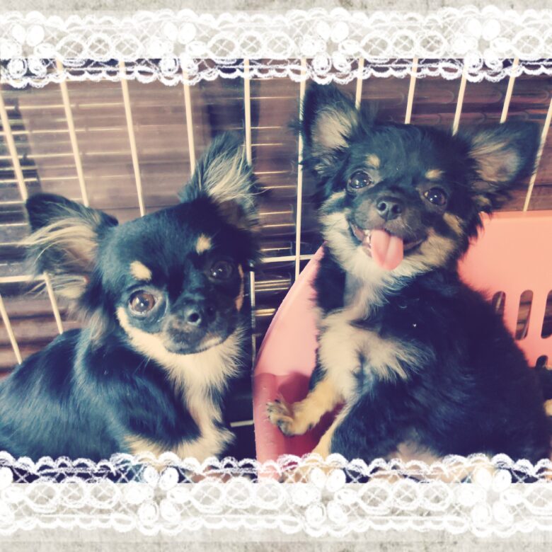 ロングコートチワワ⭐新しいご家族様募集中✨ライラック犬舎土屋弘美