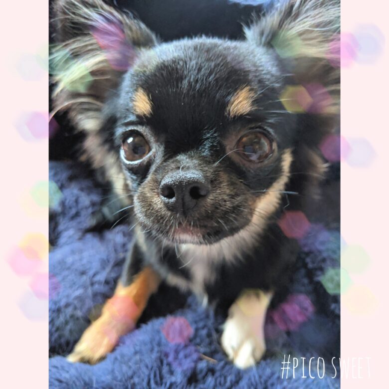 ストちゃん💕素敵なご縁を頂きました♥ロングコートチワワライラック犬舎土屋弘美