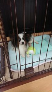 いつも沢山のお便りをありがとうございます💖ライラック犬舎⭐千葉県パピヨン男の子