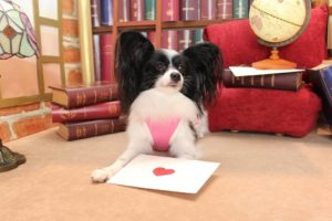 いつも沢山のお便りをありがとうございます💗ライラック犬舎⭐