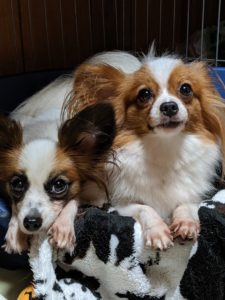 交配をして61日目⭐パピヨンお産前の様子&チワワ交配