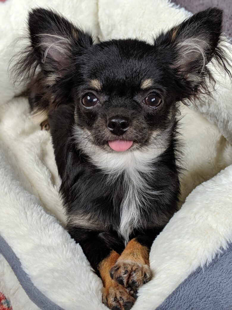 ライラック犬舎 スノくん ご見学頂きました ロングコートチワワ 男の子