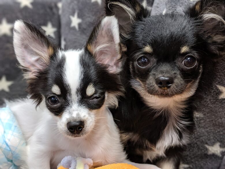 ライラック犬舎 オーナー様募集中 ジュッピー スノくんのご家族様へお便り ロングコートチワワ 成長記録 最新情報