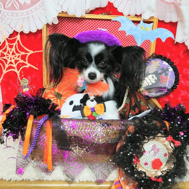 ライラック犬舎 ハロウィン オフ会 2019.10.10 (木) 1日目 開催 パピヨン
