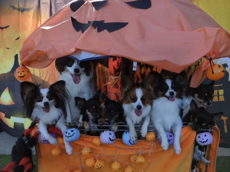 ライラック犬舎 ハロウィン オフ会 2019.10.13(日) 2日目 開催 チワワ パピヨン