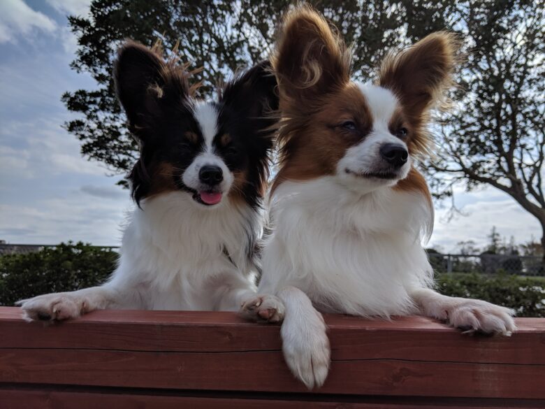 ライラック犬舎 ユッキー&シュンシュン パピヨン 姉妹 走る