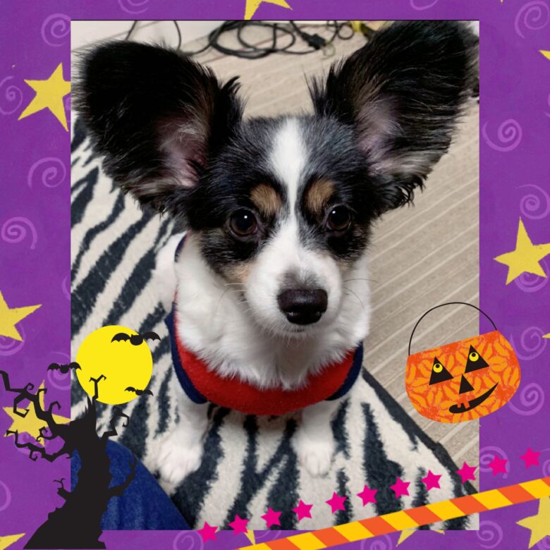 ライラック犬舎 ハロウィンオフ会 2019.10.14 (月) 3日目 開催 チワワ パピヨン