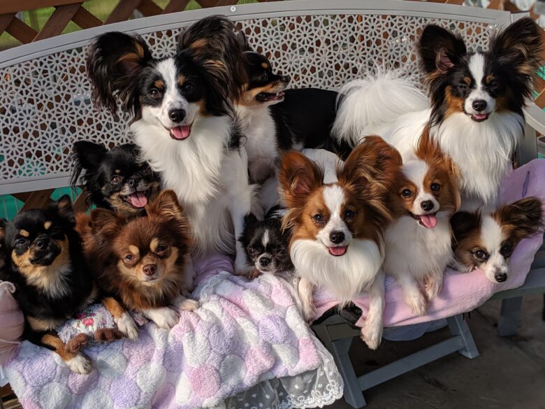 ライラック犬舎 大集合 チワワ&パピヨン お産予定 情報 ヒート 交配 お散歩