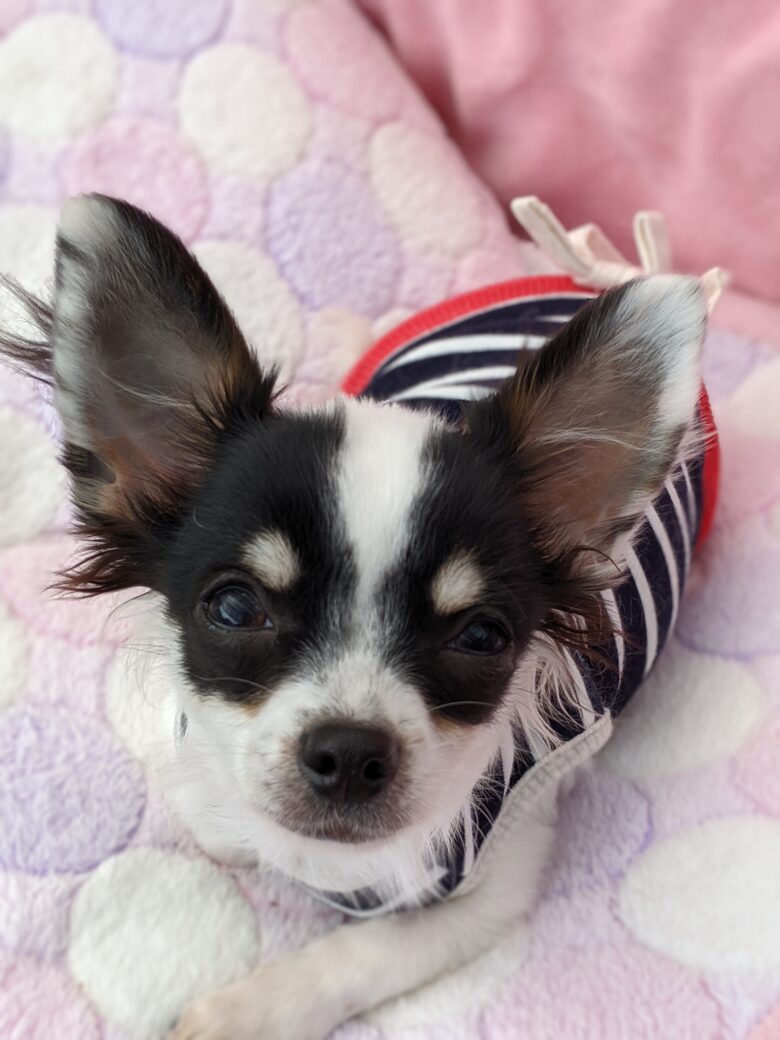 ライラック犬舎 ジュッピー 男の子 ロングコートチワワ オーナー様募集中 成長記録 最新情報