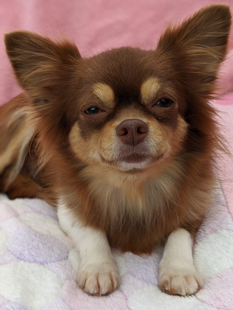 なずちゃん お手 お代わり 待ては?! 伏せは?!笑 バン