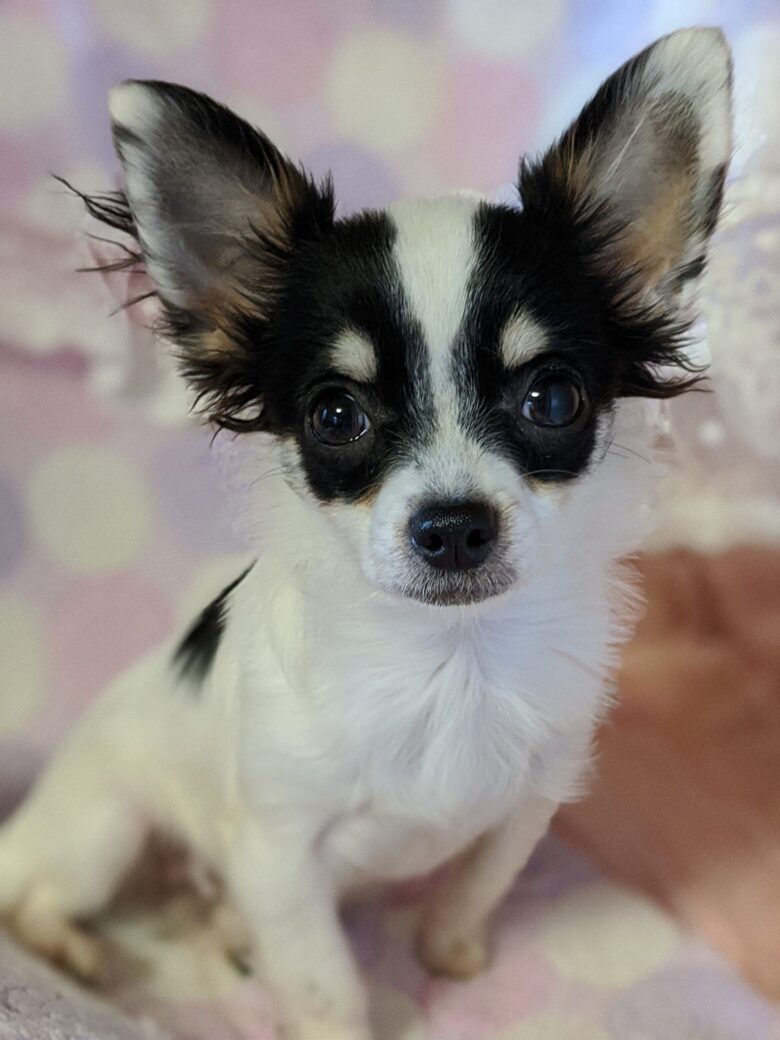 ライラック犬舎 オーナー様募集中のジュッピーくん❣️ロングコートチワワ 男の子 成長記録