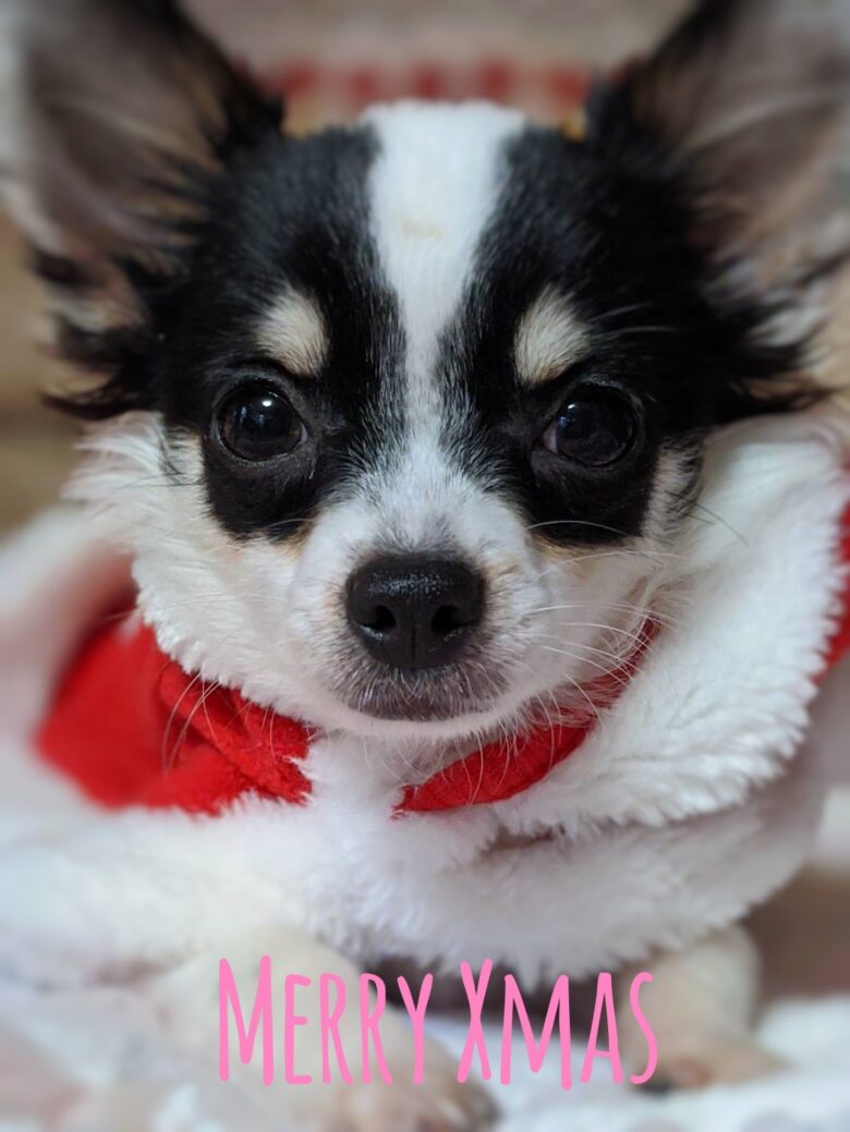 ジュッピーサンタ🎅がやってきました❣️オーナー様募集中 チワワ 成長記録