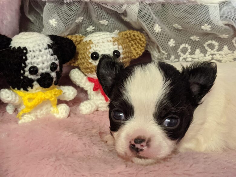 スミレくん 生後22日目 ライラック犬舎
