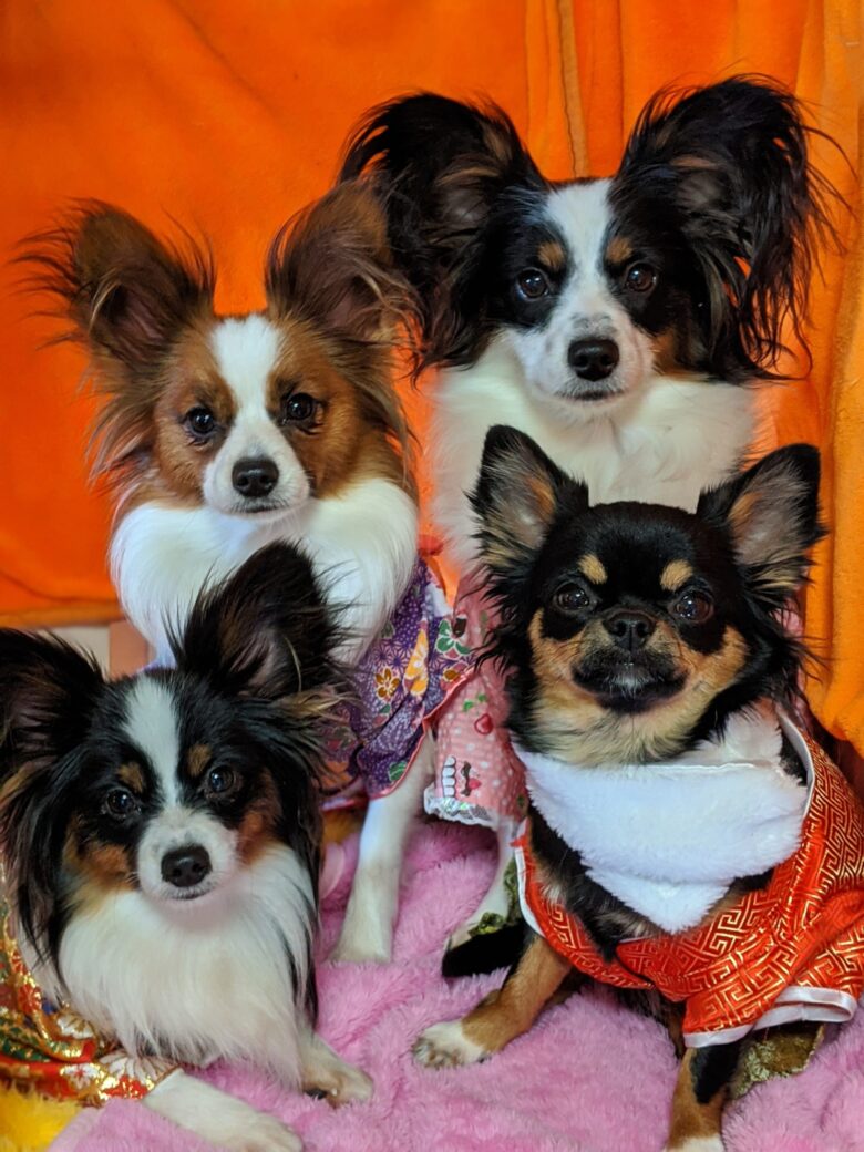 ライラック犬舎 元旦