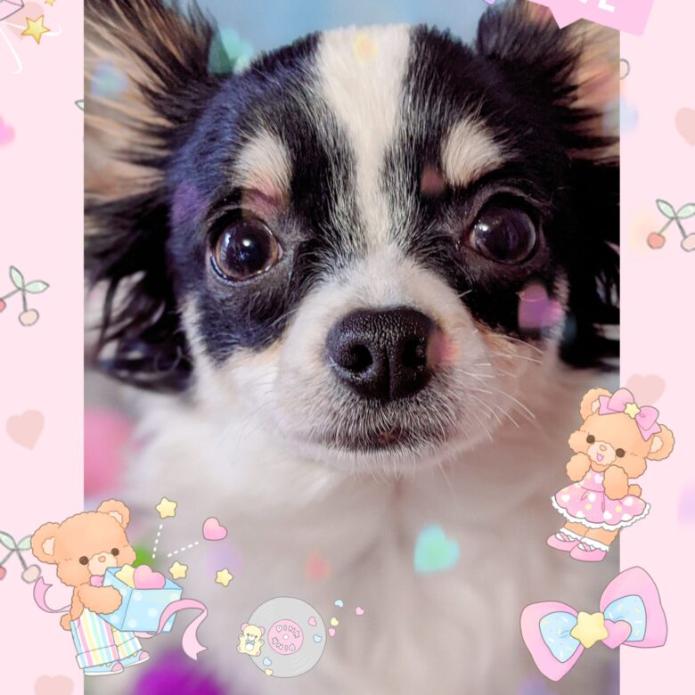 オーナー様募集中のジュッピーくん💕チワワ成長記録
