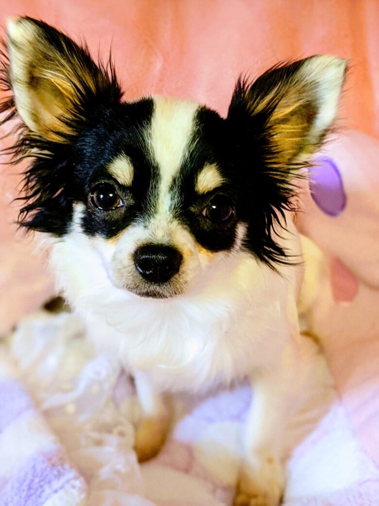 ジュッピーくん 最新情報 ロングコートチワワ 男の子 ライラック犬舎 土屋弘美ブリーダー オーナー様募集 千葉県匝瑳市