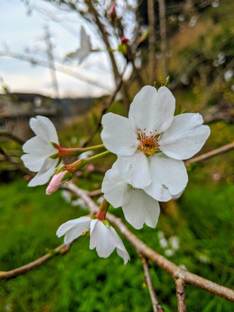 桜 染井吉野 ライラック犬舎 庭 匝瑳市