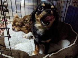 ナズ&プリム 妊娠期間 記録 ロングコートチワワ