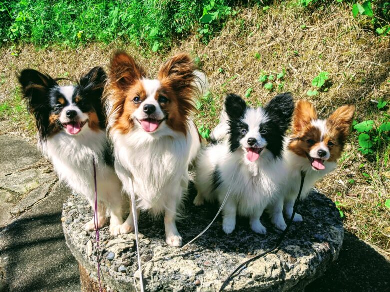 今朝のお散歩 ユッキー&シュンラン&ローリエ&セント