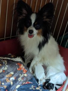 ゆきっ子♥パピヨン成長記録 昭和ストーブ いちご苗 シルクスイート 芋掘り ライラック犬舎