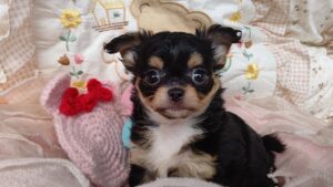 椿っ子♥ チワワ成長記録 ママ候補 姉妹ライラック犬舎