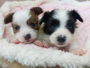 ライラック犬舎 Lilac kennel